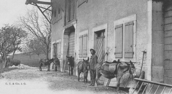 Ânes de Monnetier devant le bâtiment Cognac-Jay