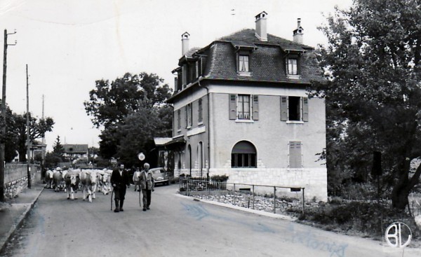 Vaches passant la frontière suisse (v. 1965)