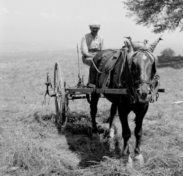 Les foins - Le fanage (juillet 1937)