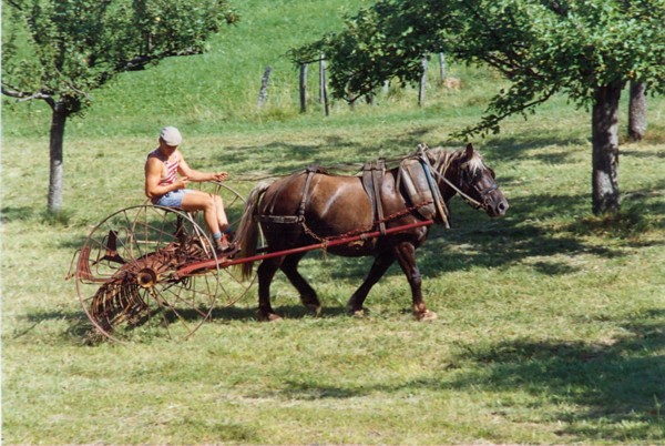 Les foins - Le ratelage (1991)