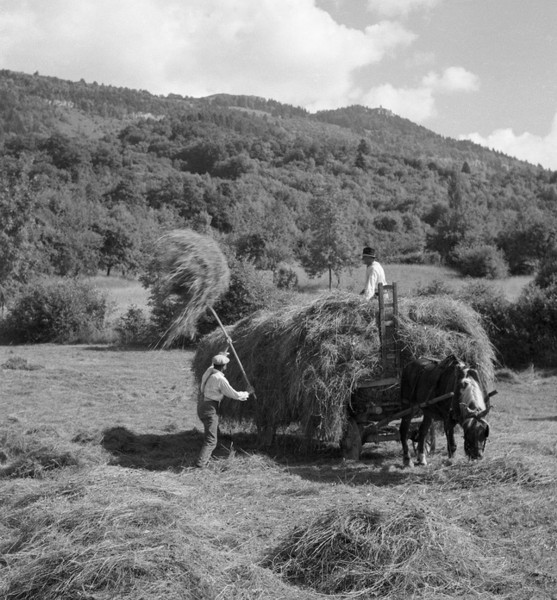 Les foins - Le chargement du char (juillet 1937)