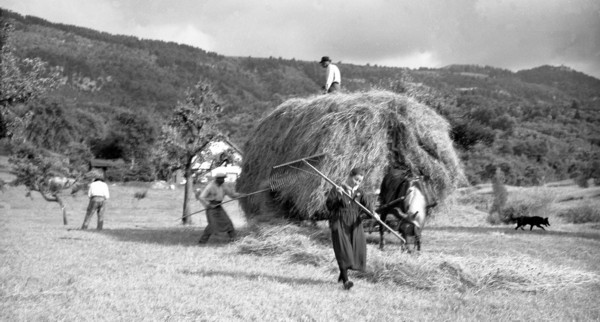 Les foins - La finition (juillet 1937)