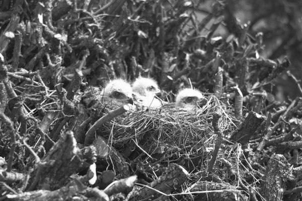 Les oisillons de buses variables au nid (juin 1936)