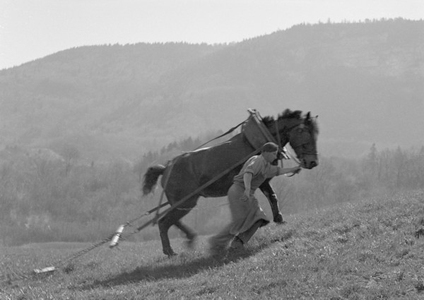 Le hersage des prés (mars 1945)