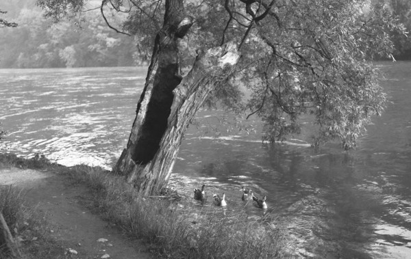 Saule au bord du Rhône (juin 1937)