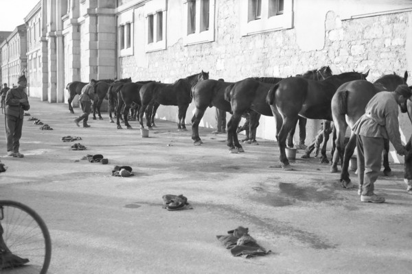 Soins aux chevaux de l’armée (avril 1938)