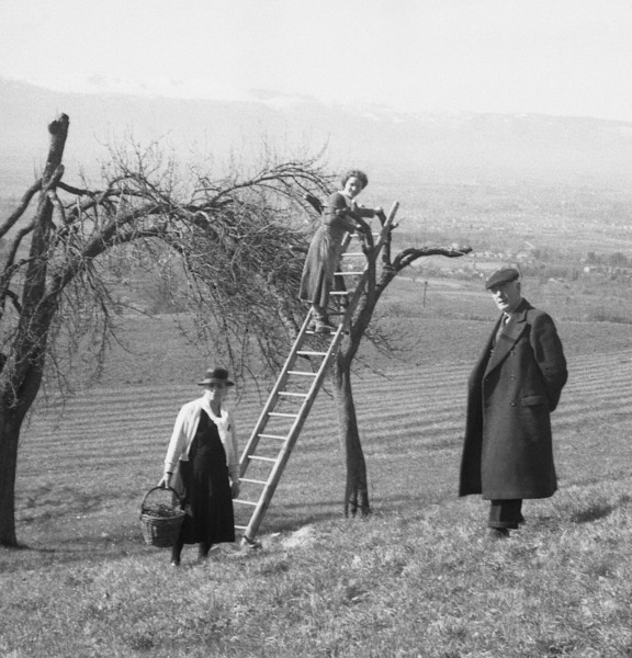 La taille des arbres à Montfort (mars 1935)