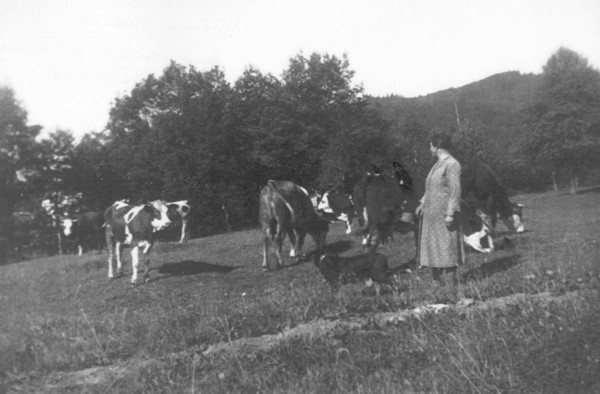 Troupeau de vaches de Emma Brand (1941)