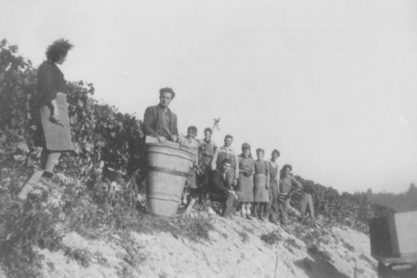 Vendanges à Dardagny (1946)