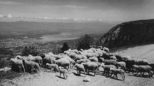 Troupeau de moutons au Salève
